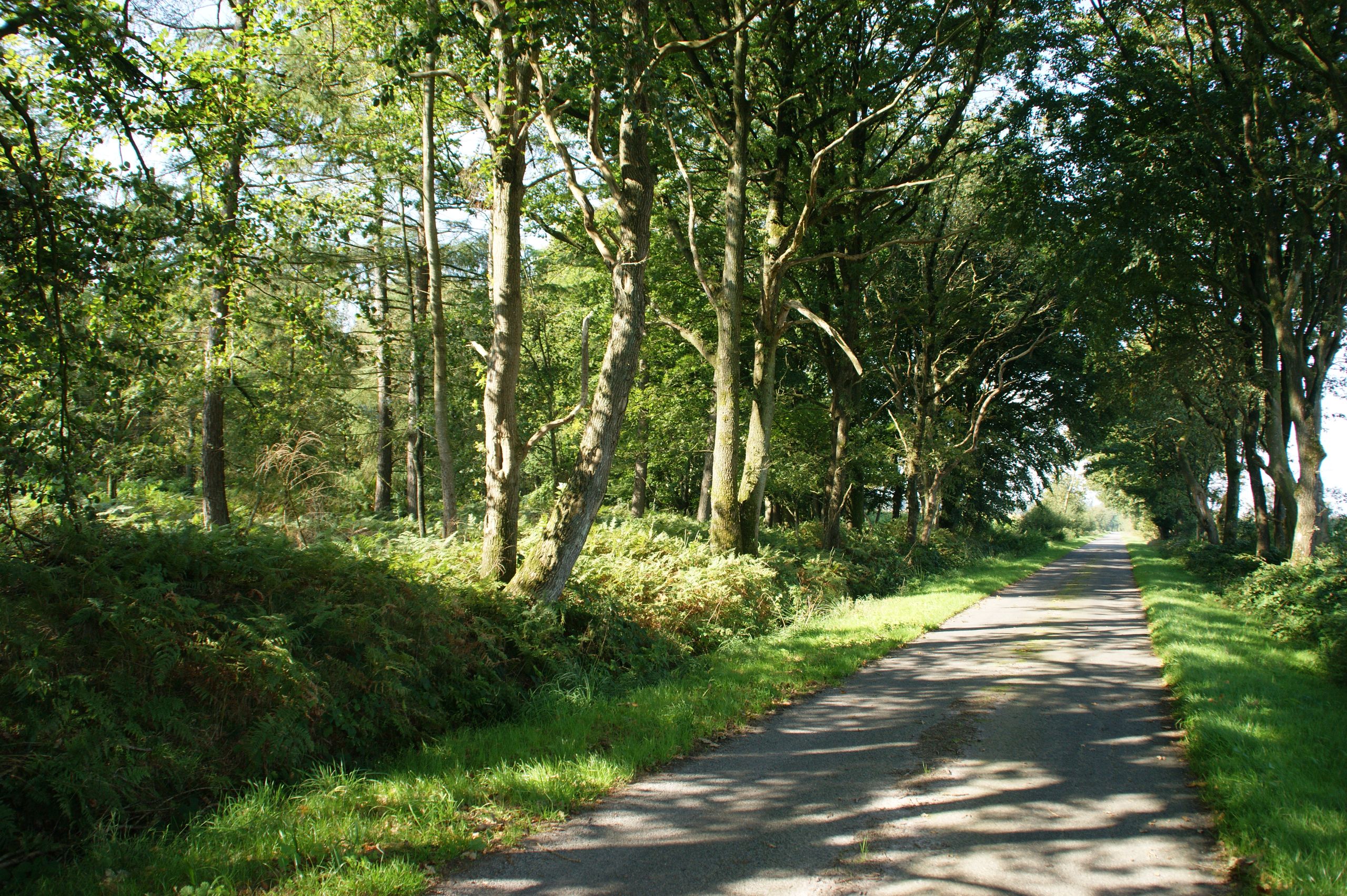 Das Pobüller Bauernholz vereint urwüchsigen Laubwald, stille Feuchtgebiete und seltene Vogelarten.