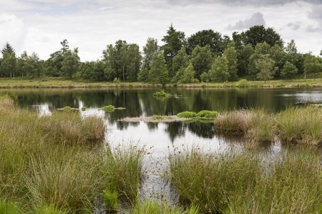 Moorgebiet in den Fröruper Bergen