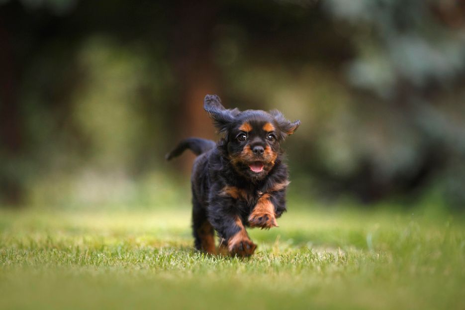 Hund auf der Wiese