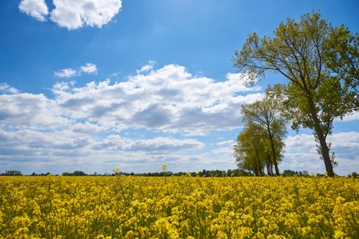 Rapsfeld mit Wolkenhimmel