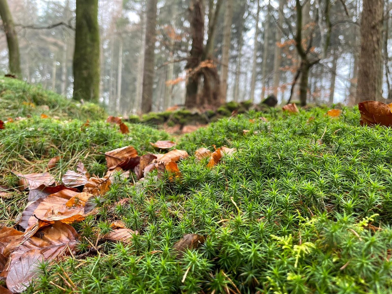Moos und braunes Laub bedecken den Waldboden, während im Hintergrund Bäume in einem nebligen Wald stehen.