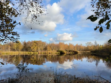 Am Prinzenmoor zeigt sich ein weitgehend abgetorftes Hochmoor.