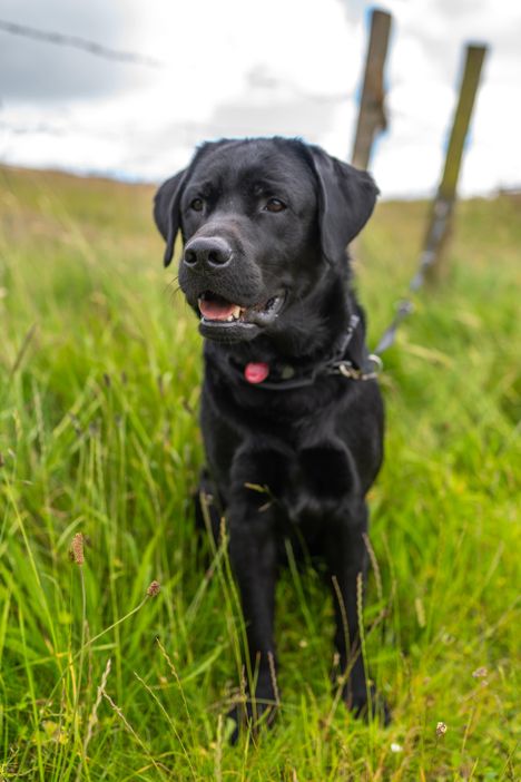 schwarzer Hund