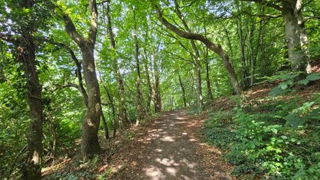 Durch den Wald entlang der Treene