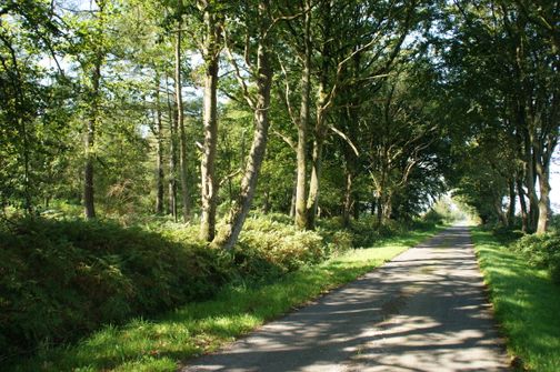 Das Pobüller Bauernholz vereint urwüchsigen Laubwald, stille Feuchtgebiete und seltene Vogelarten.