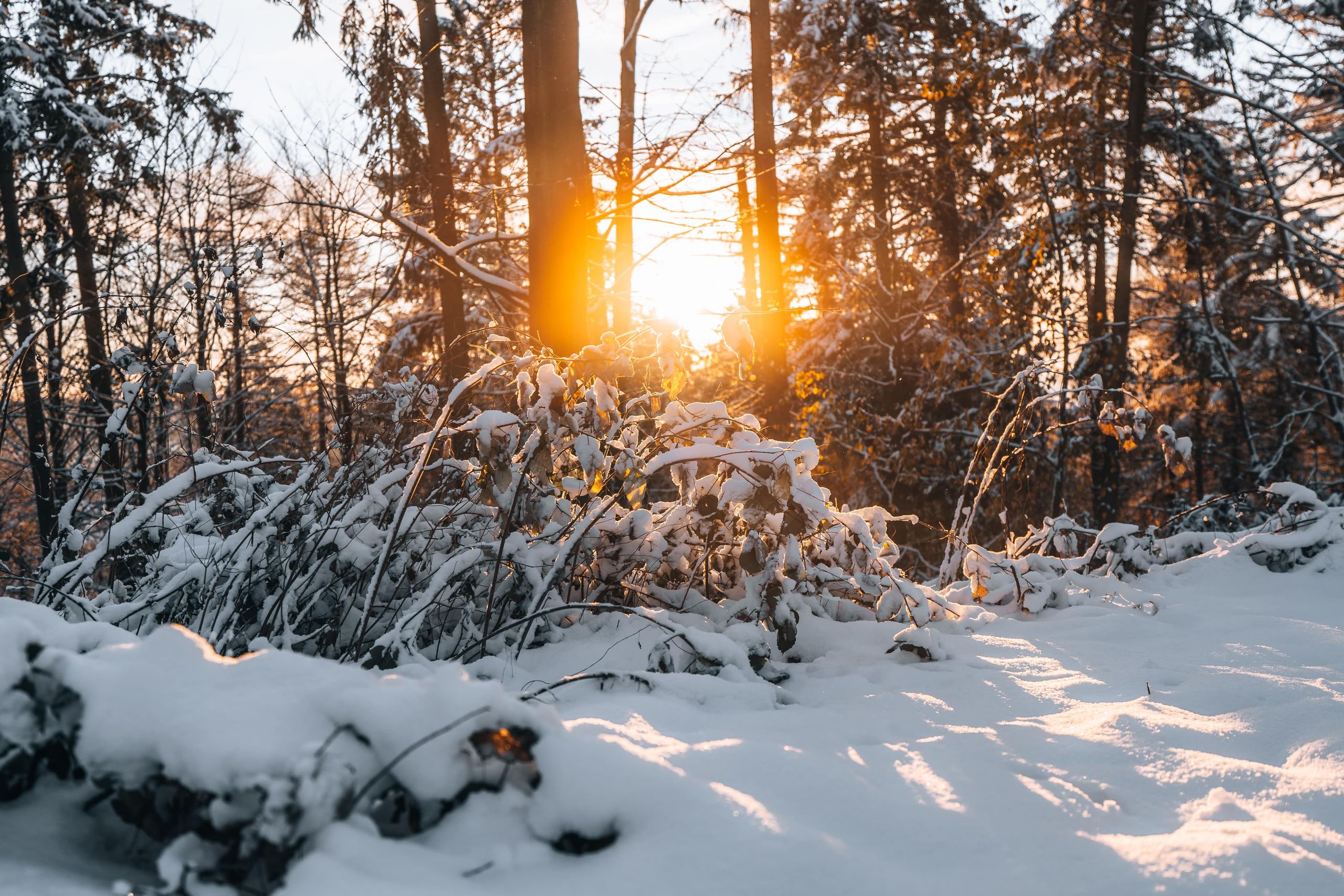 Sonne blitzt durch verschneite Bäume durch
