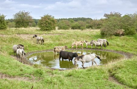 Freilaufende Tiere am Wasserloch im Stiftungsland Schäferhaus