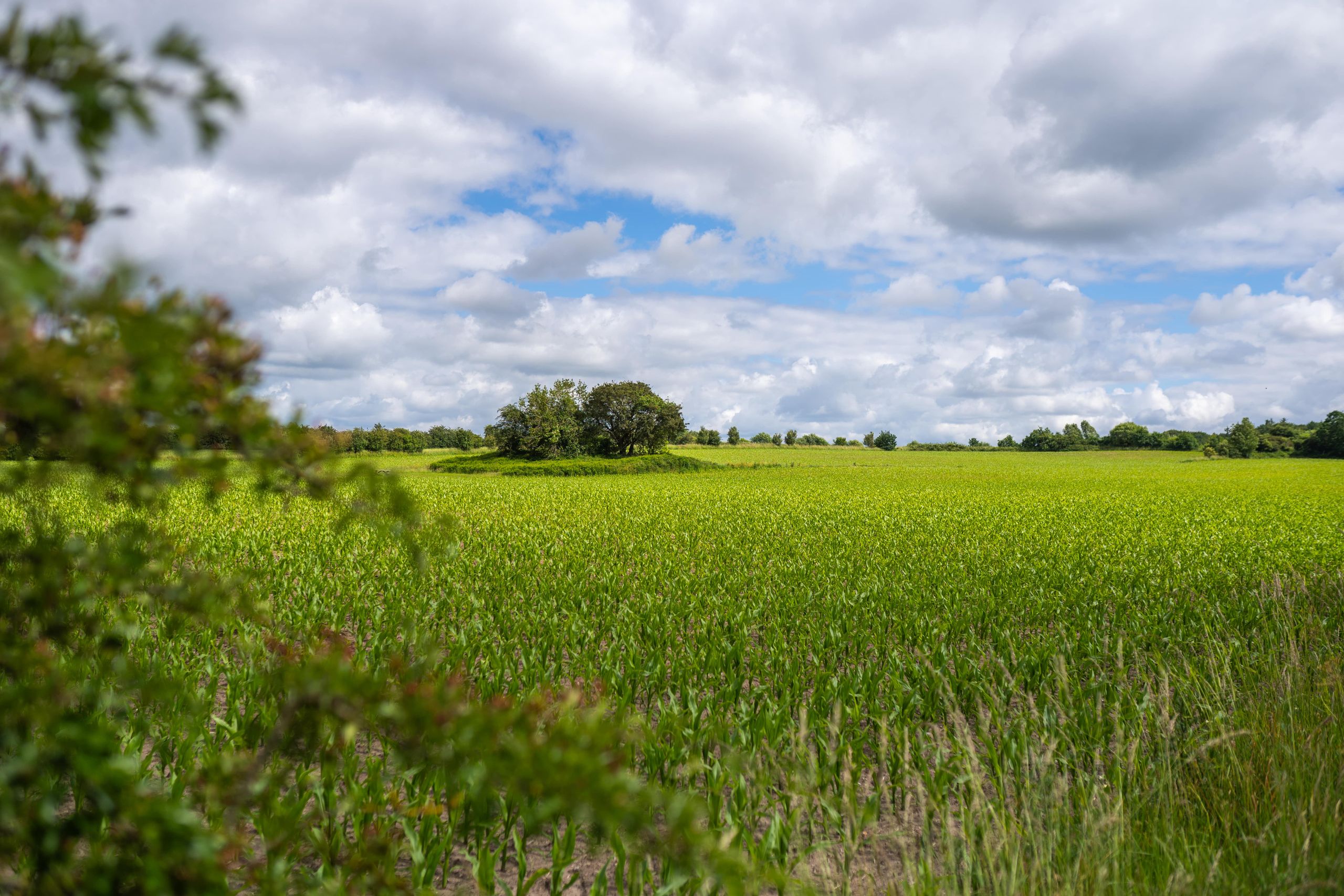 Grünes Feld 