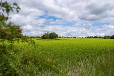Grünes Feld 
