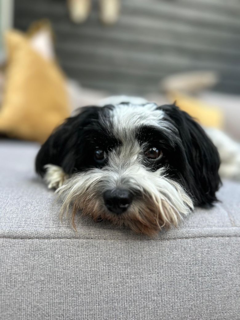 Hund liegt im Körbchen