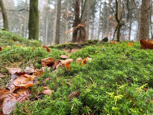 Moos und braunes Laub bedecken den Waldboden, während im Hintergrund Bäume in einem nebligen Wald stehen.