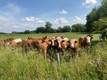 Viele Kühe auf einer Wiese