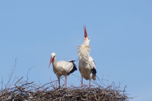 Zwei Störche in ihrem Nest