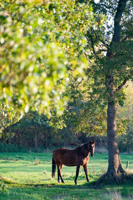 Pferd auf Weide