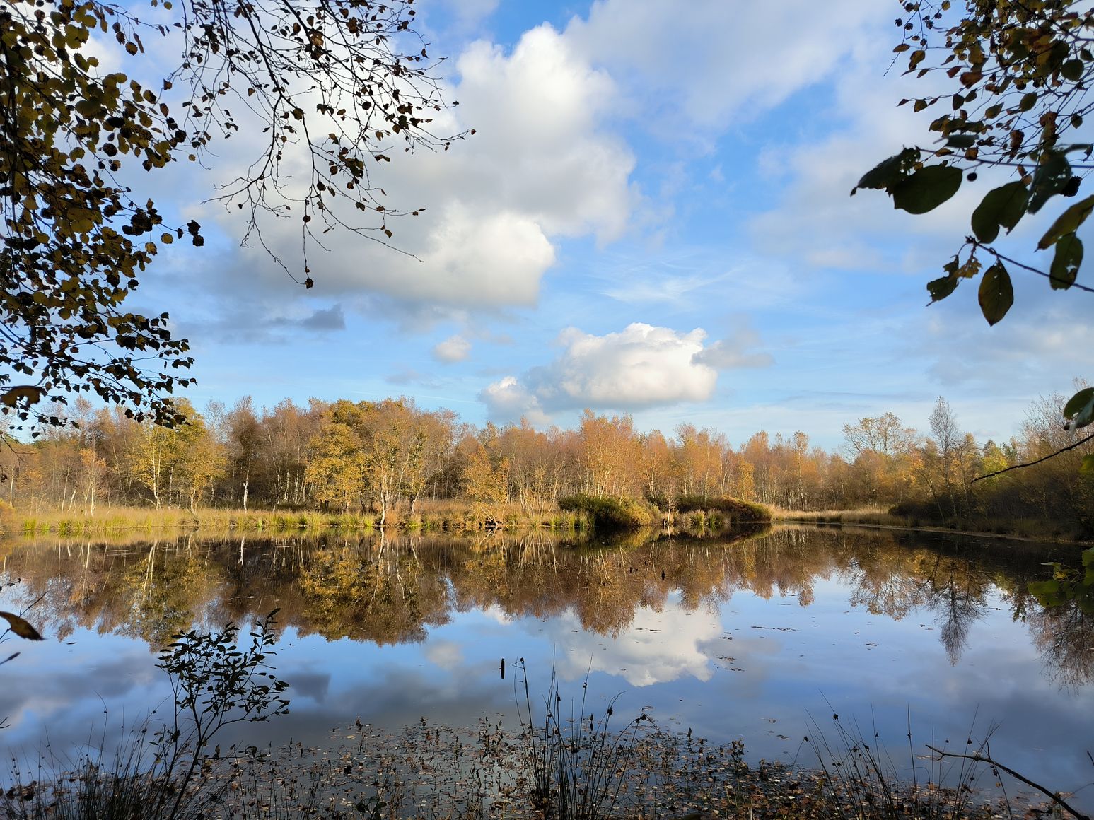 Am Prinzenmoor zeigt sich ein weitgehend abgetorftes Hochmoor.