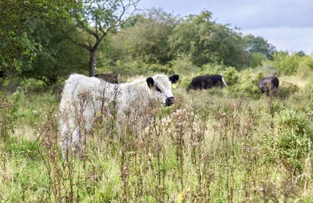 Die großflächigen, wilden Weiden im Schäferhaus laden zu ausgedehnten Spaziergängen durch eine savannenartige Landschaft ein.