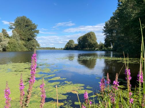 Die Eider mit Seerosen