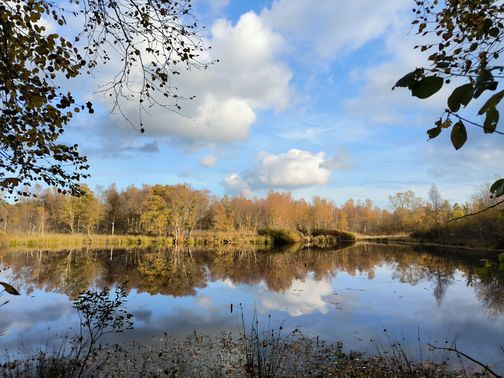 Am Prinzenmoor zeigt sich ein weitgehend abgetorftes Hochmoor.