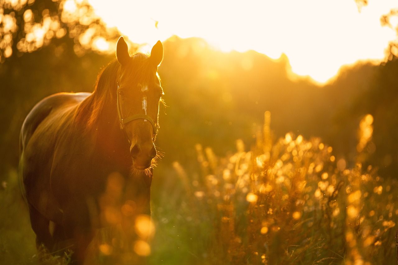 Pferd mit der Sonne im Hintergrund