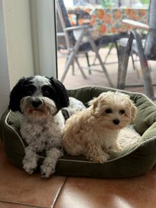 Zwei Hunde sitzen zusammen im Körbchen
