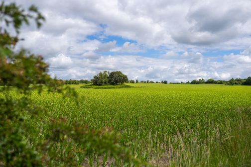 Grünes Feld 