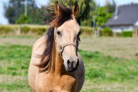 Galoppierendes Pferd auf Weide